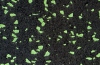 Спортивное  покрытие Regupol black-green
