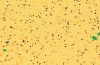 Коммерческий линолеум SureStep  8137