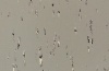Натуральный линолеум Artoleum Graphic 1090164_6